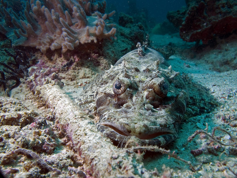 Seaventures House Reef, Crocodile Fish